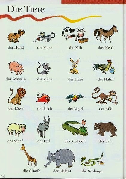 Animals I | Let's learn German